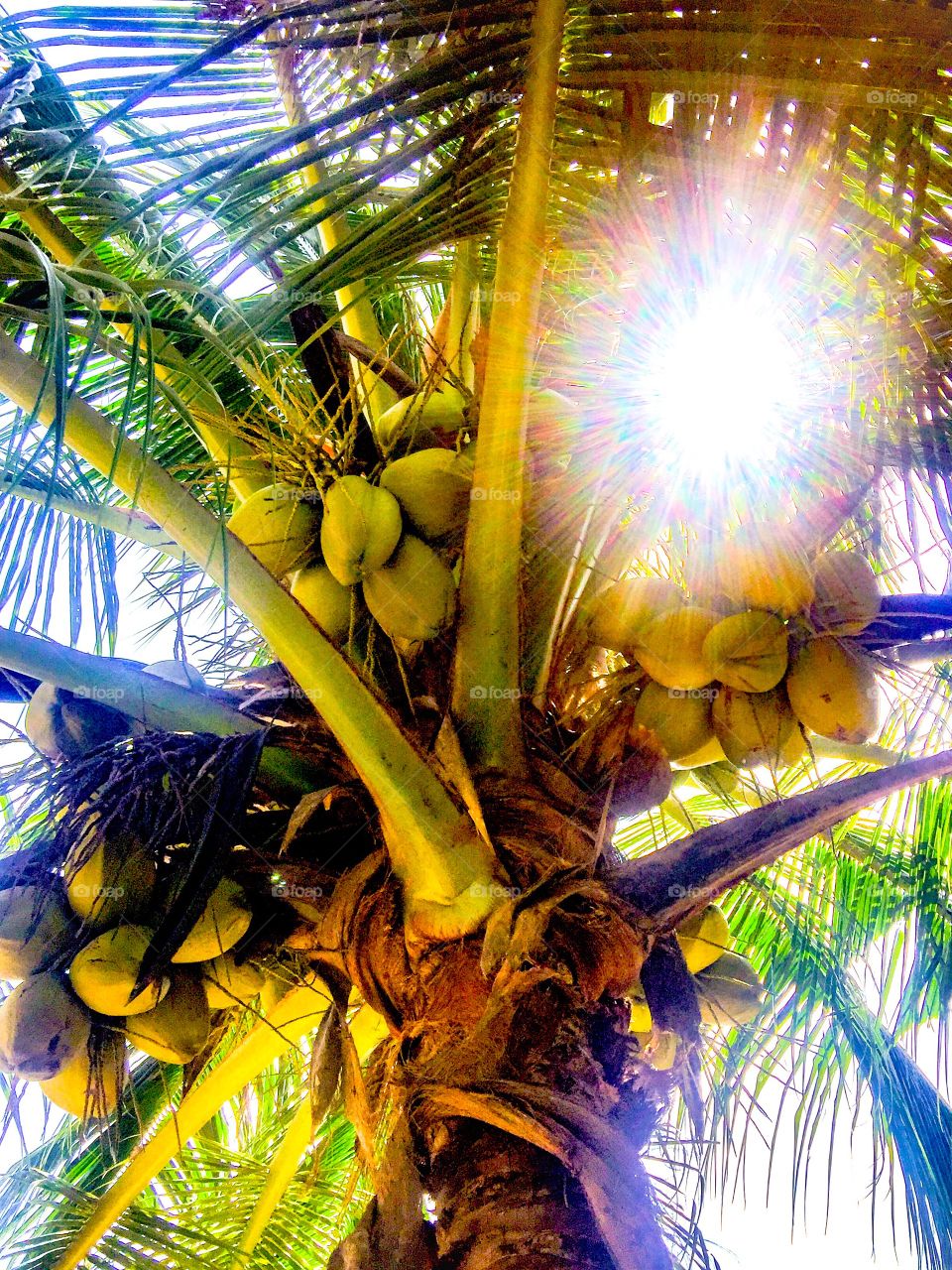 Coconut trees over sun