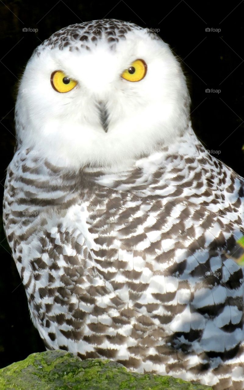 white owl