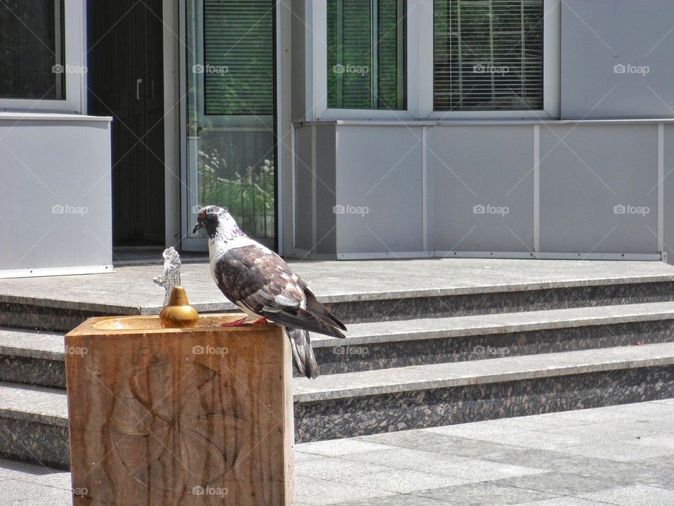 city ​​pigeon