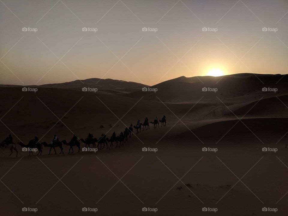 Sunrise Over the Sand Dunes of the Sahara Desert in Morocco with a Line/Group of Camels Walking Away from the Sun