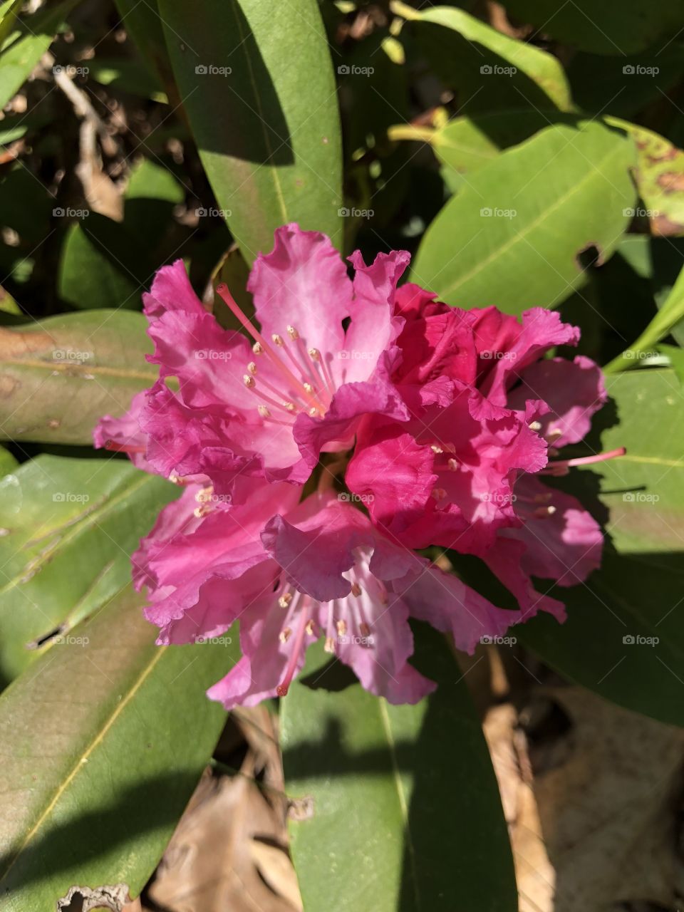 A beautiful purple rhododendron!