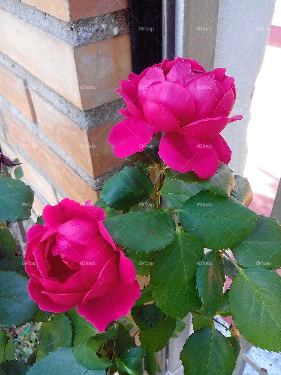 Winter roses, Andalucia