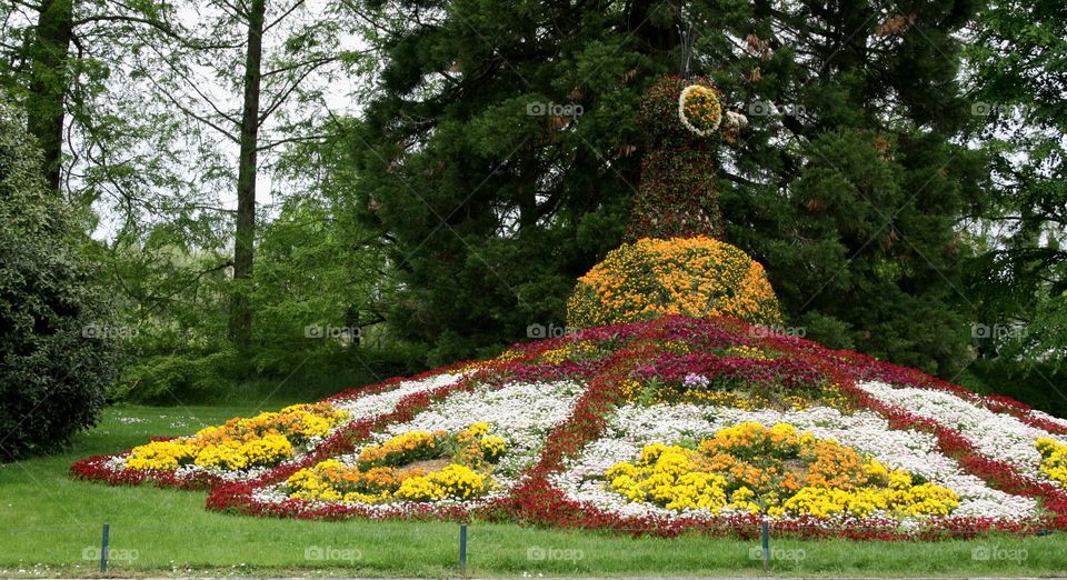 beautiful floral splendor