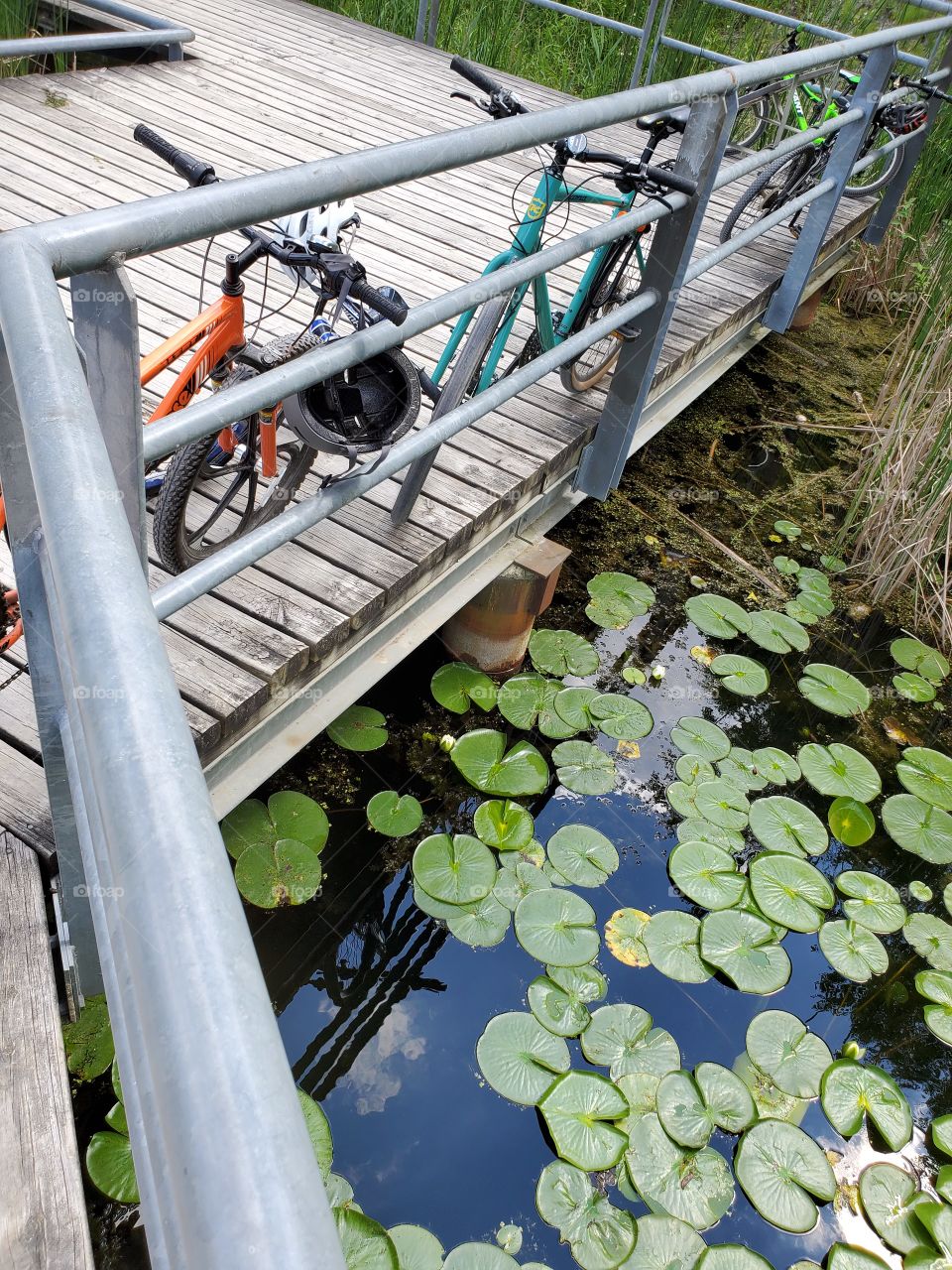 lily :shapes of nature