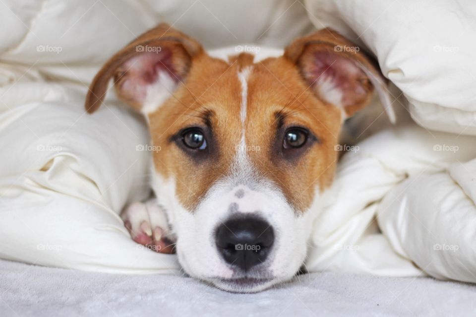 Puppy snuggled up among white blankets. 