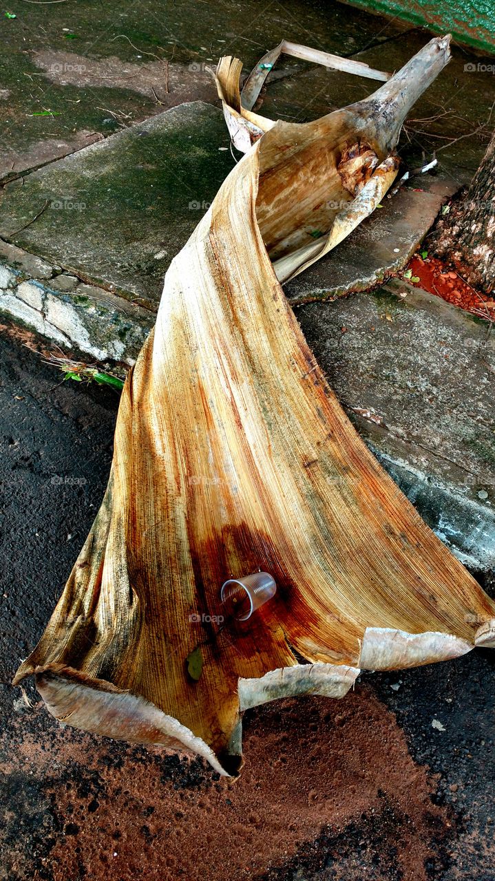 Casca do caule da folha de palmeira no chão.