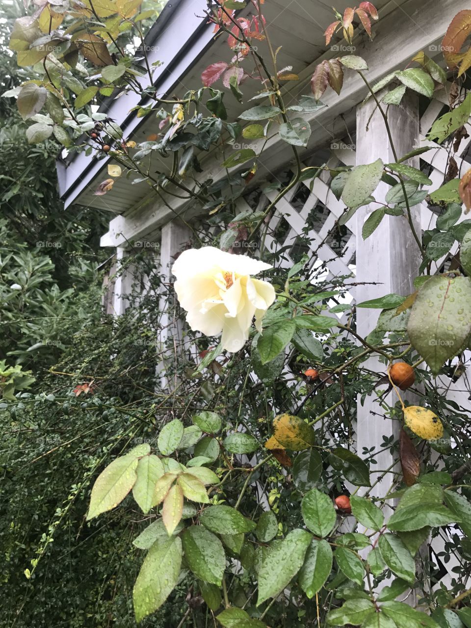 White roses and rose hips.
