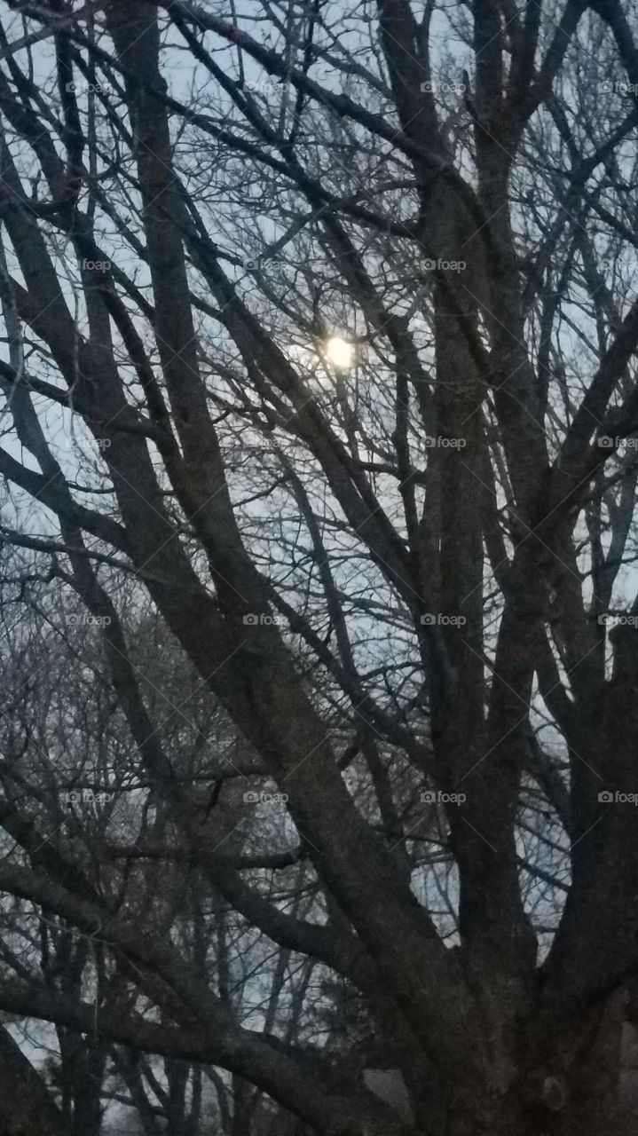 Winter moon