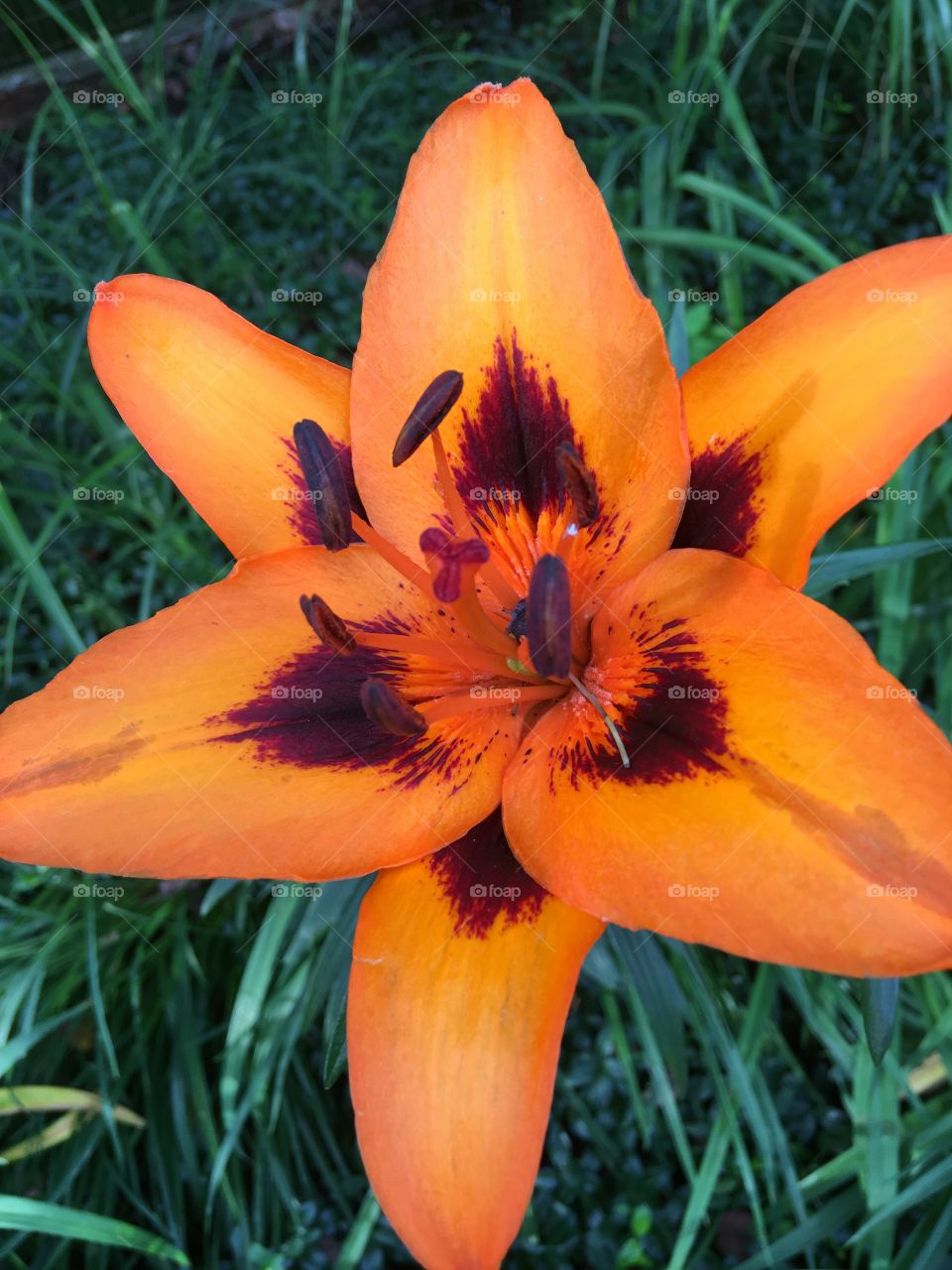 Beautiful orange lily 
