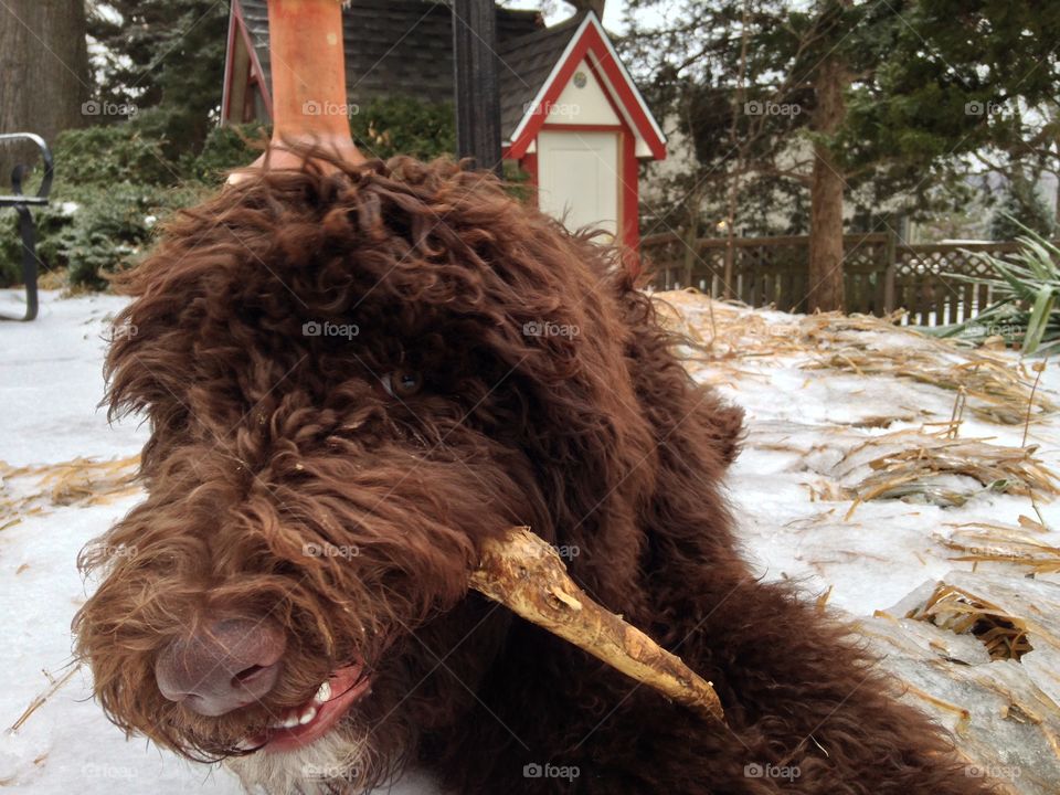 Goldendoodle with a stick