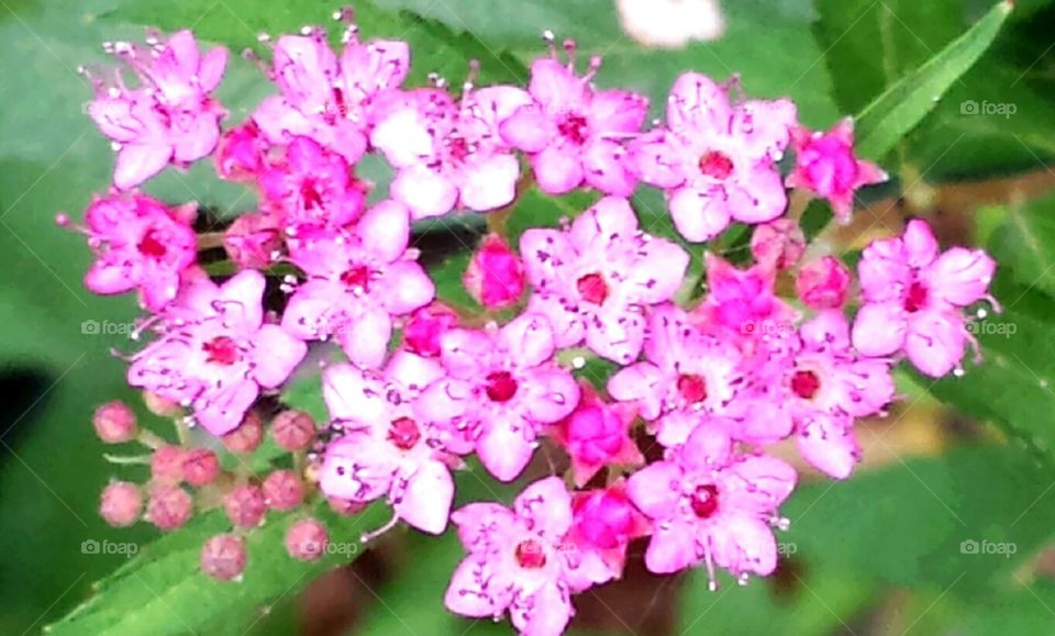 Dainty pink zoo flowers