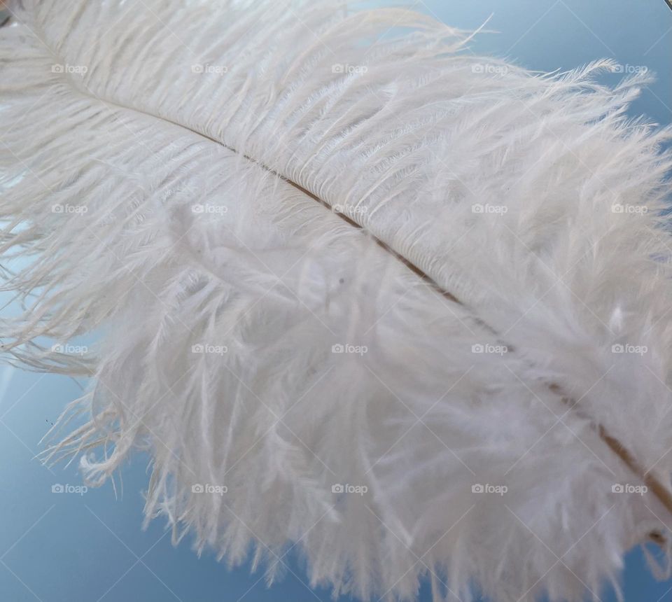 Feather