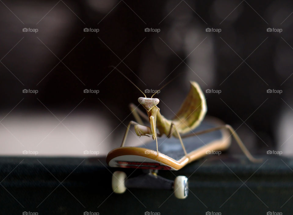 little skater praying mantis