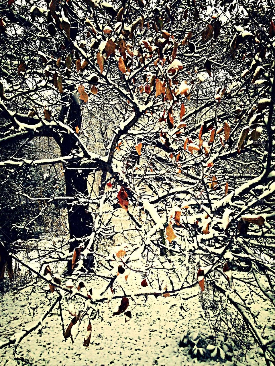 Snowy Appletree