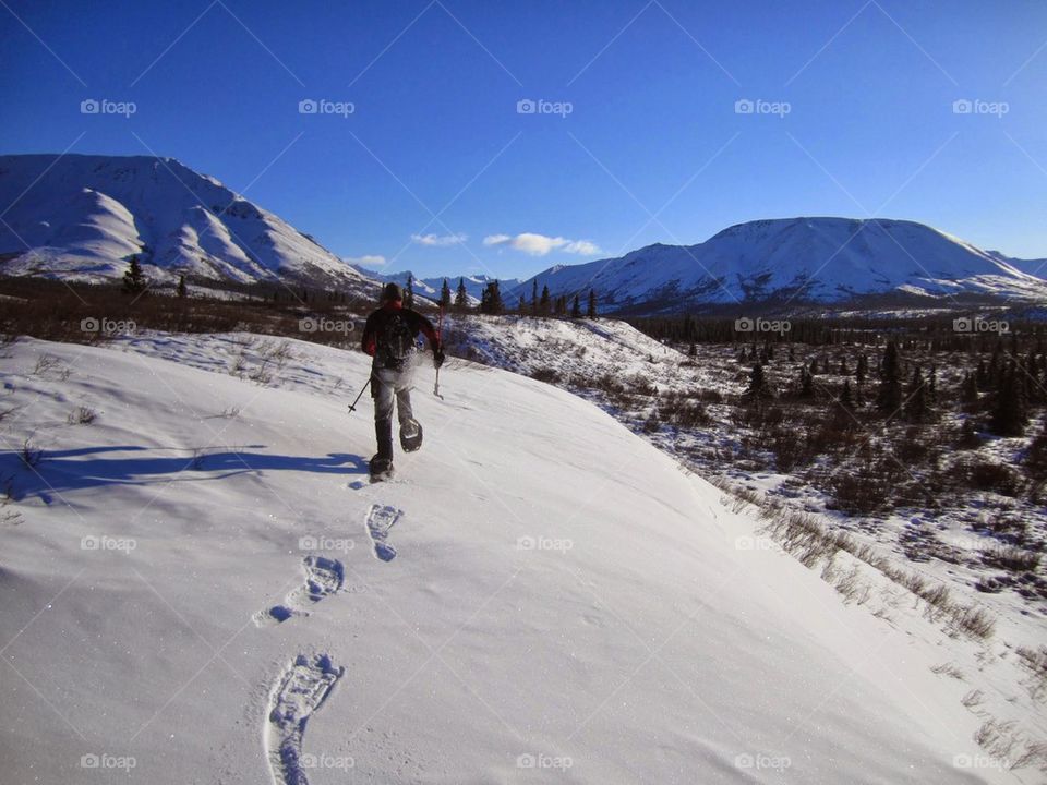 Denali Snowshoe Run