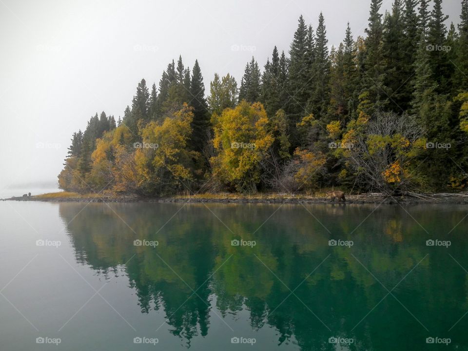 Reflection of trees on lake