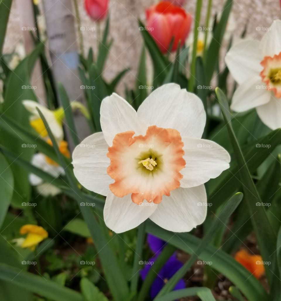 Pretty Daffodil