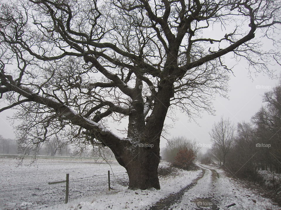 Cold Oak Tree