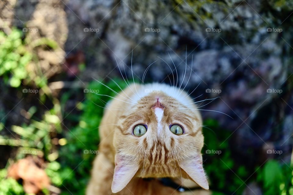 Ginger cat looking up from the base of a tree
