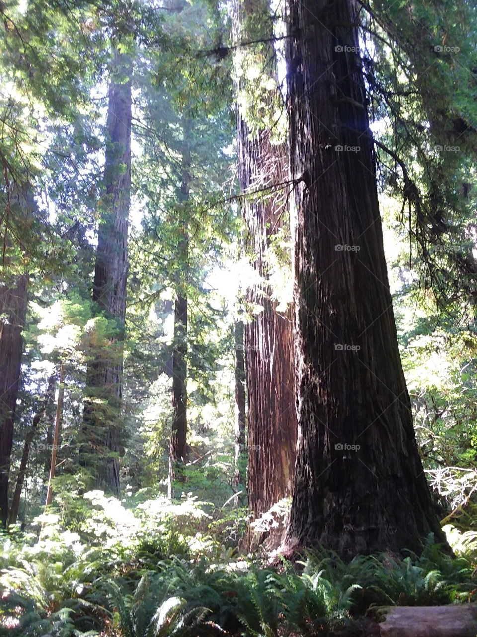 California redwoods in Humboldt