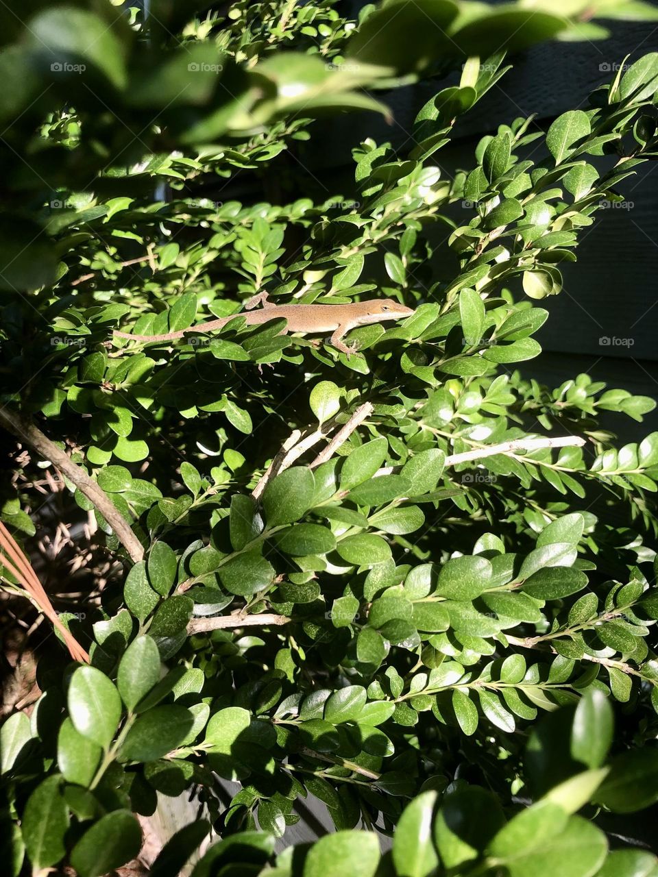 A lizard hanging out and Sunning on a bush outside of a Front door in North Carolina. 