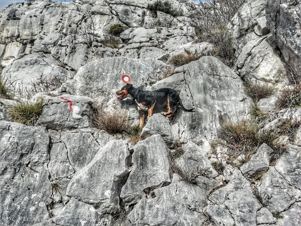 when dog thinks he is a monutain goat