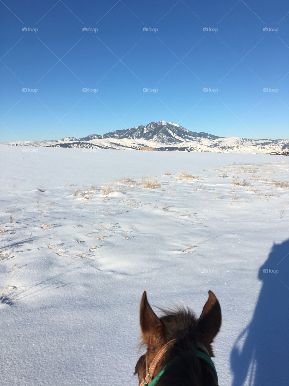 Horseback riding through frosty fields in Bozeman, Montana. 