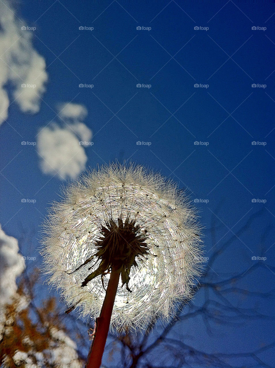 sky dandelion macro close by campbellrobertson