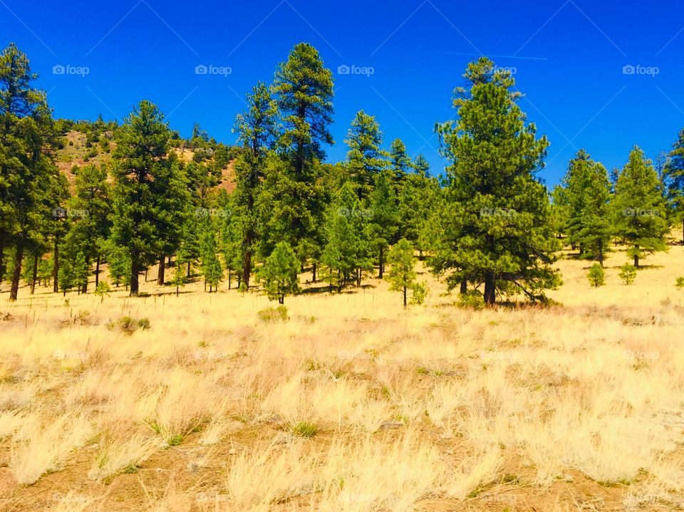 Soft yellow grass contrast with green pine trees