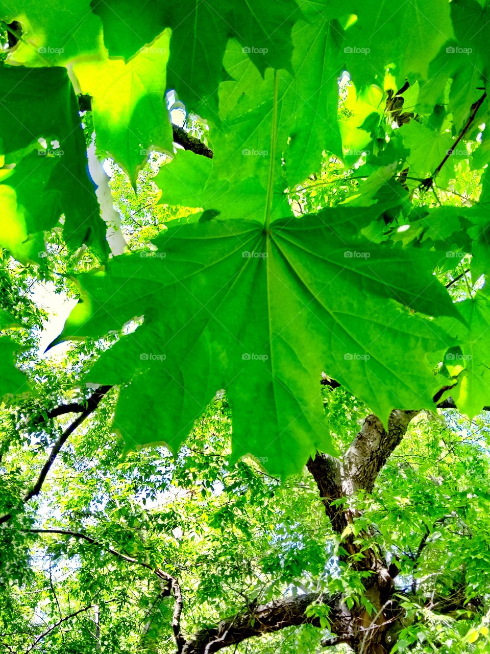 Leaf, Nature, No Person, Bright, Growth