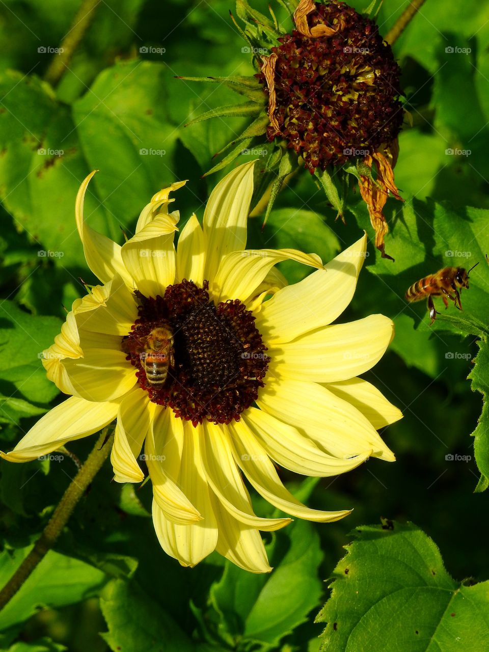 Bee pollinating on sunflower and flying