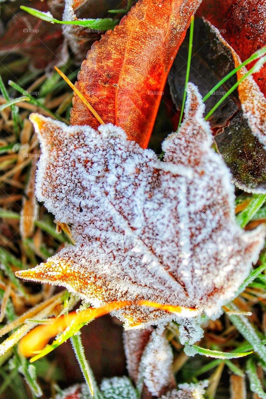 Macro close-up of hoar frost dusted dried autumnal maple leaf on a bed of bright red and orange dried autumn leaves and green blades of grass