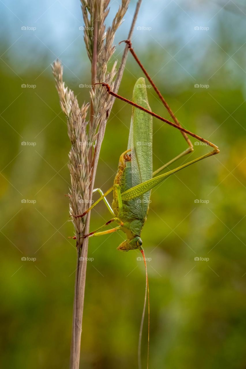 A Fork-tailed Bush Katydid (Scudderia rurcata) descends a browning head of grass as fall cranks up. Raleigh, North Carolina. 