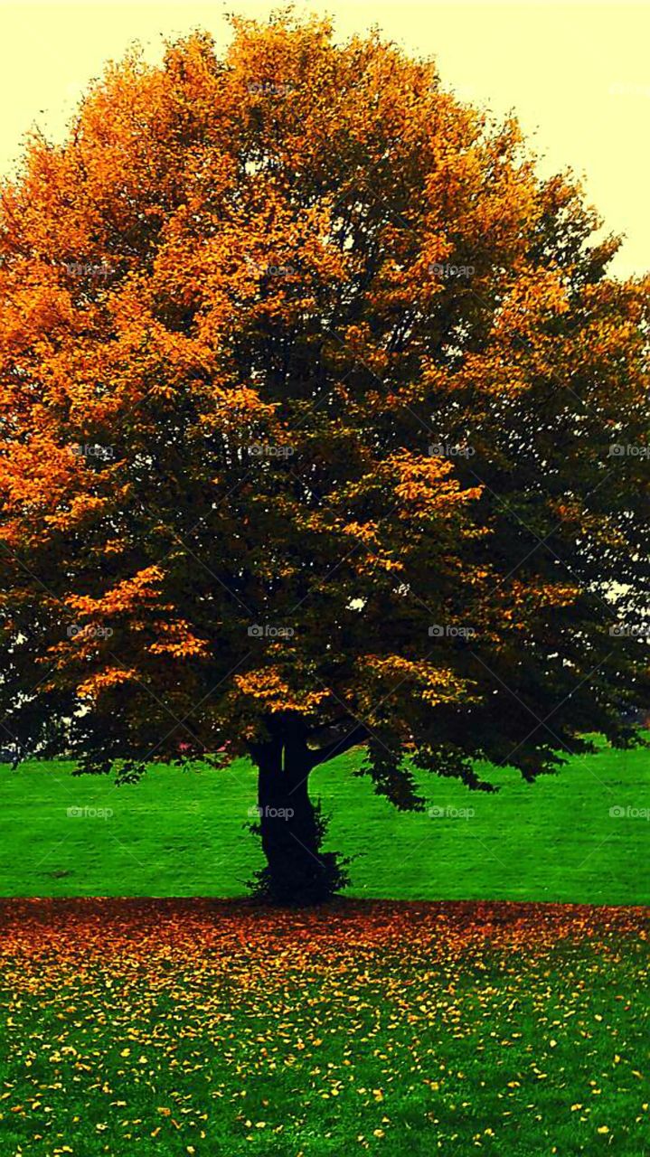 Herbst Baum bunte Blätter