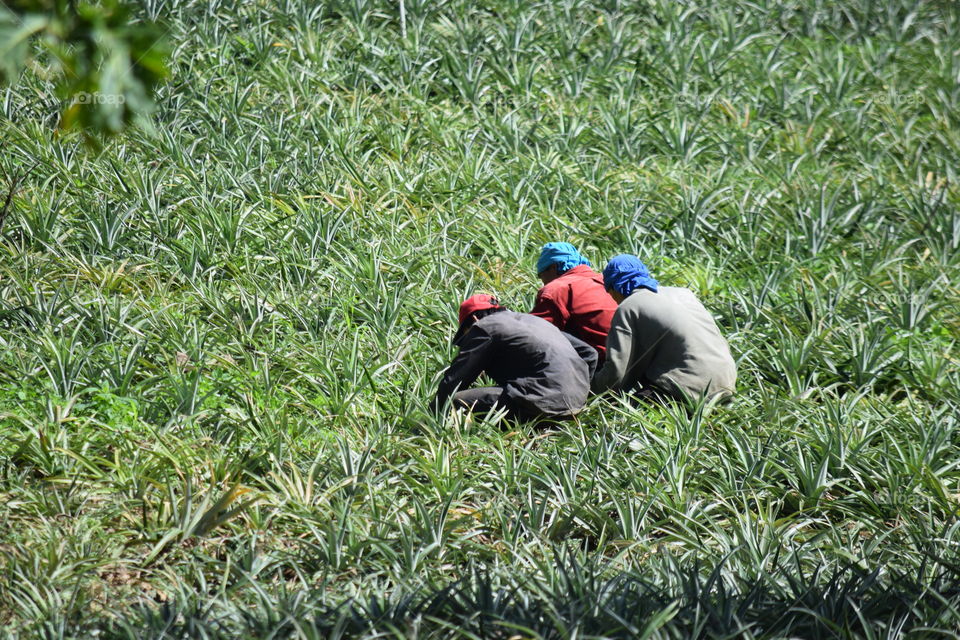 Farmers working on pineapple farm