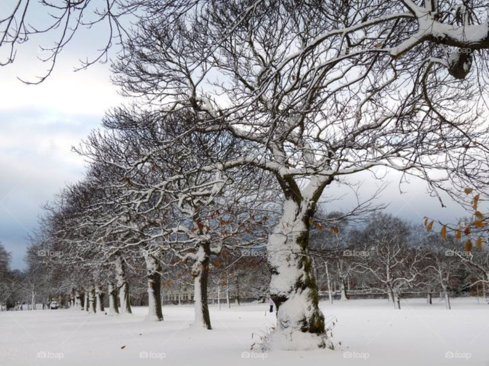 snow winter white trees by llotter