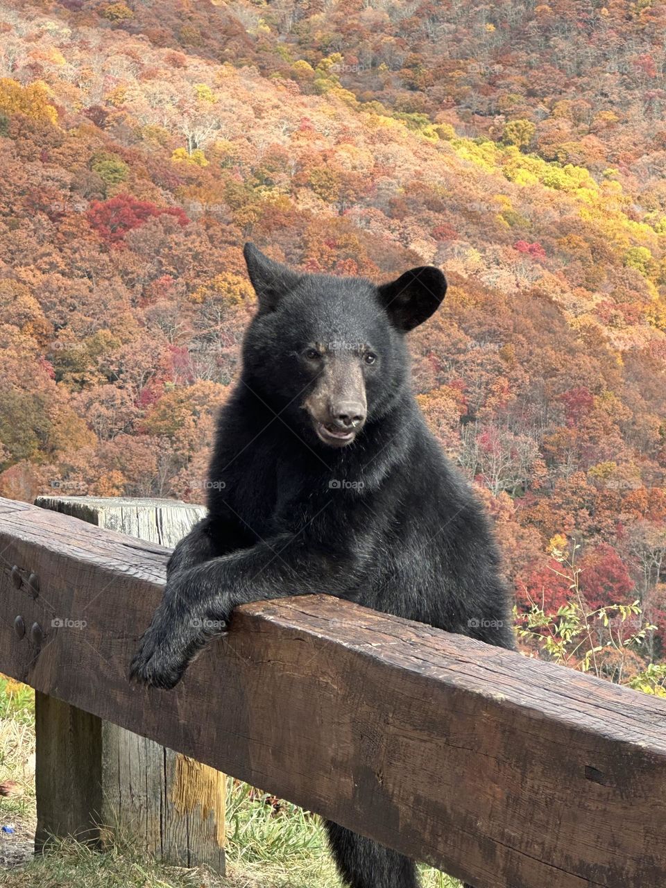 Friendly cub on the BR parkway 