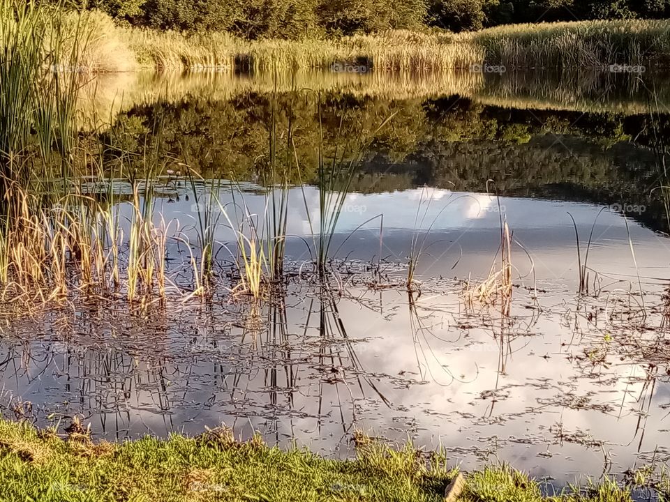 Reflections of nature