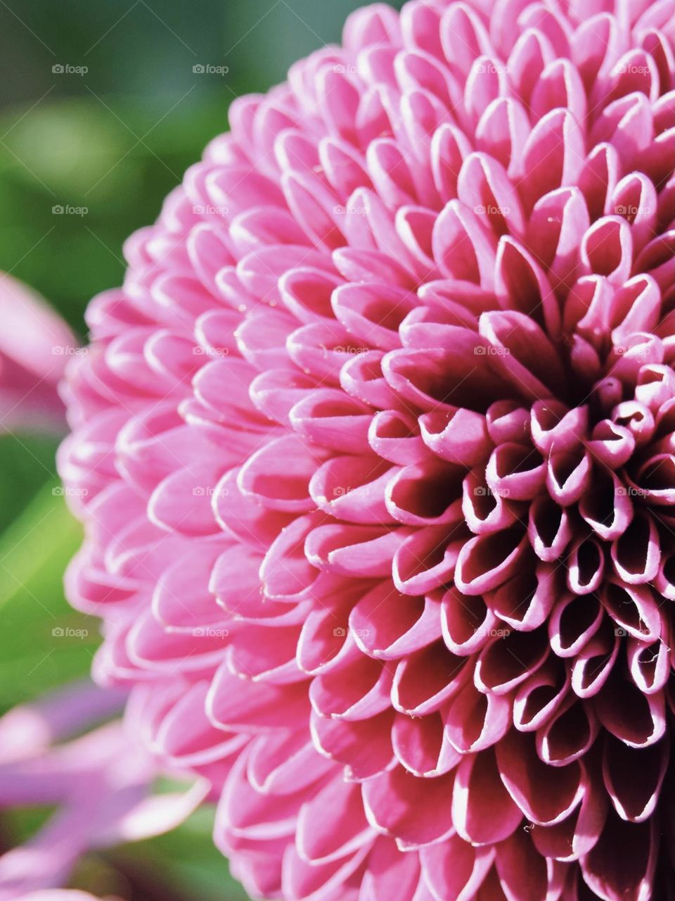 A single beautifully vibrant pink flower blooming in spring sunshine in England, UK.