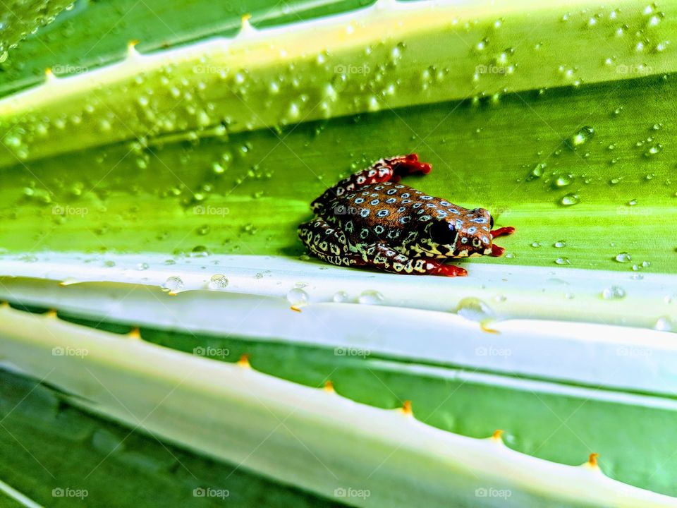 Drop, Leaf, Rain, Flora, Garden