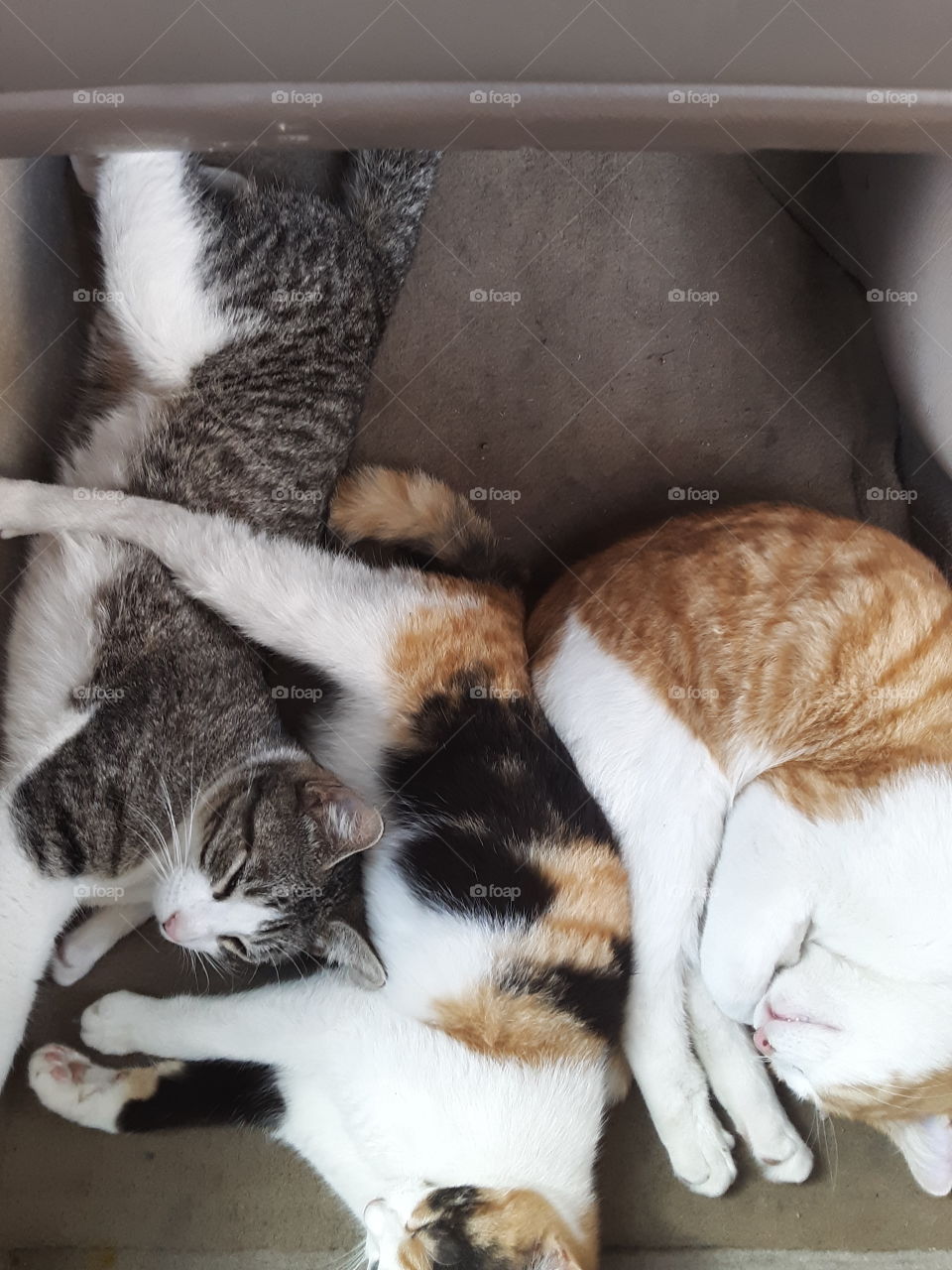 A crowded cat nap time me