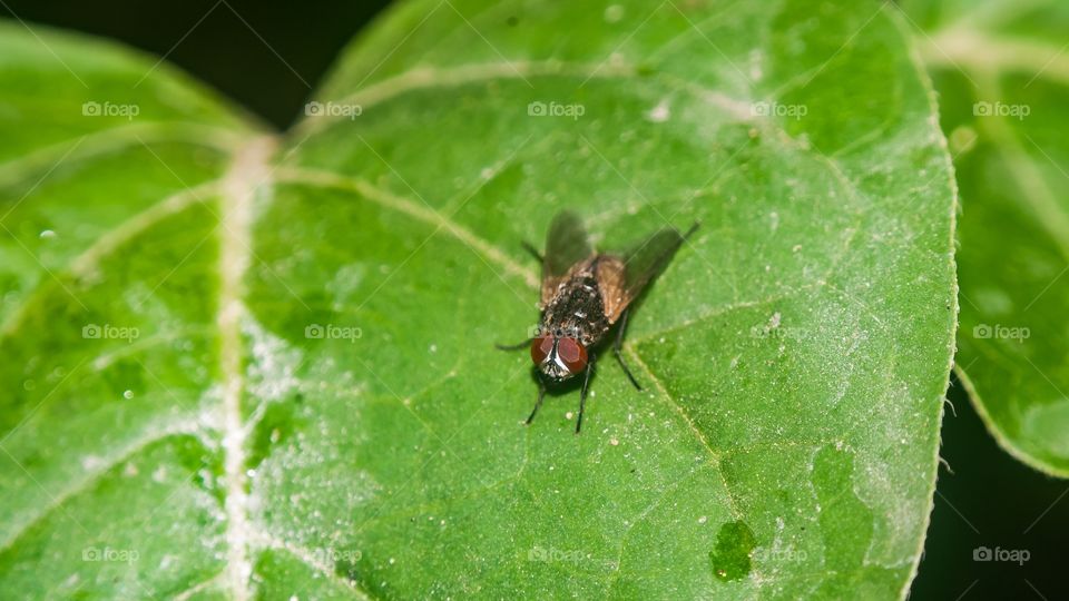 beautiful macro shot 