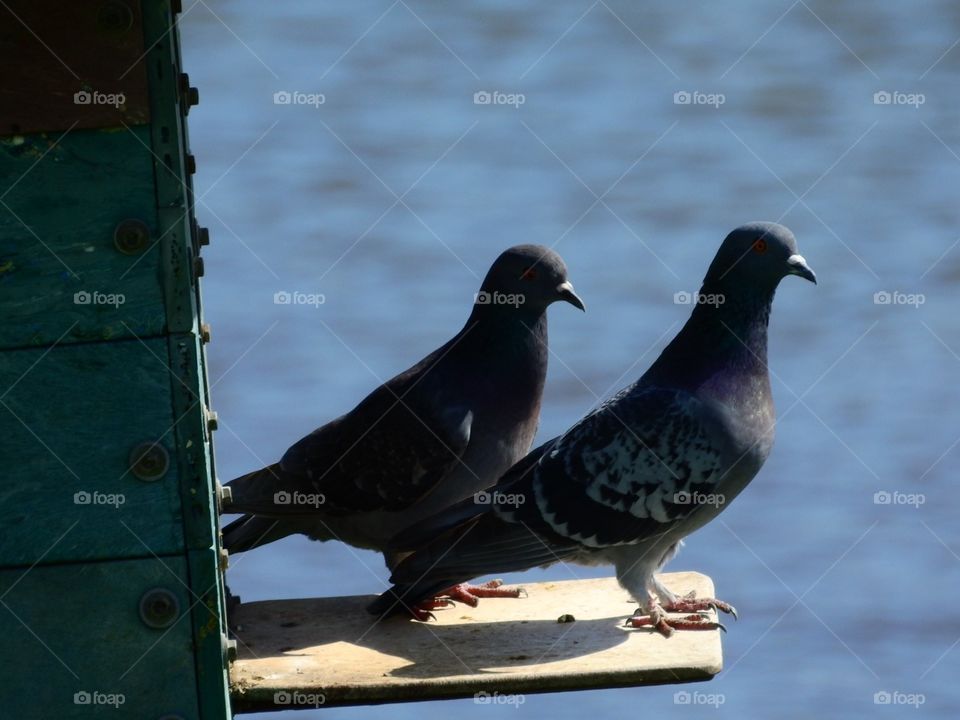 love like a-pair of pigeons