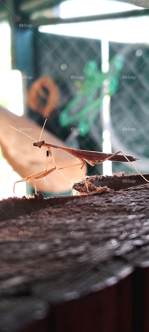 Brown Mantis😍