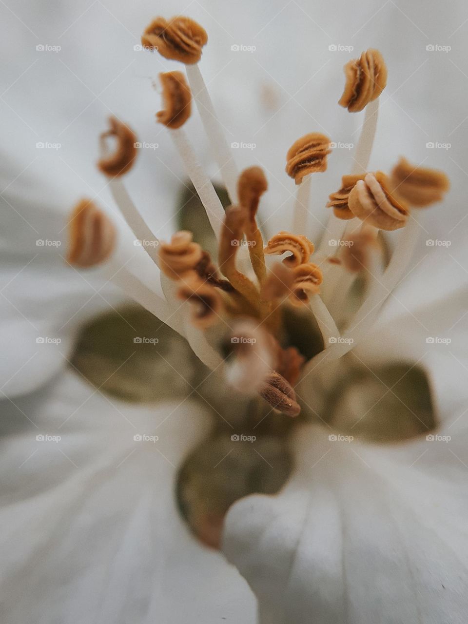 Macro photo of an apple tree flower