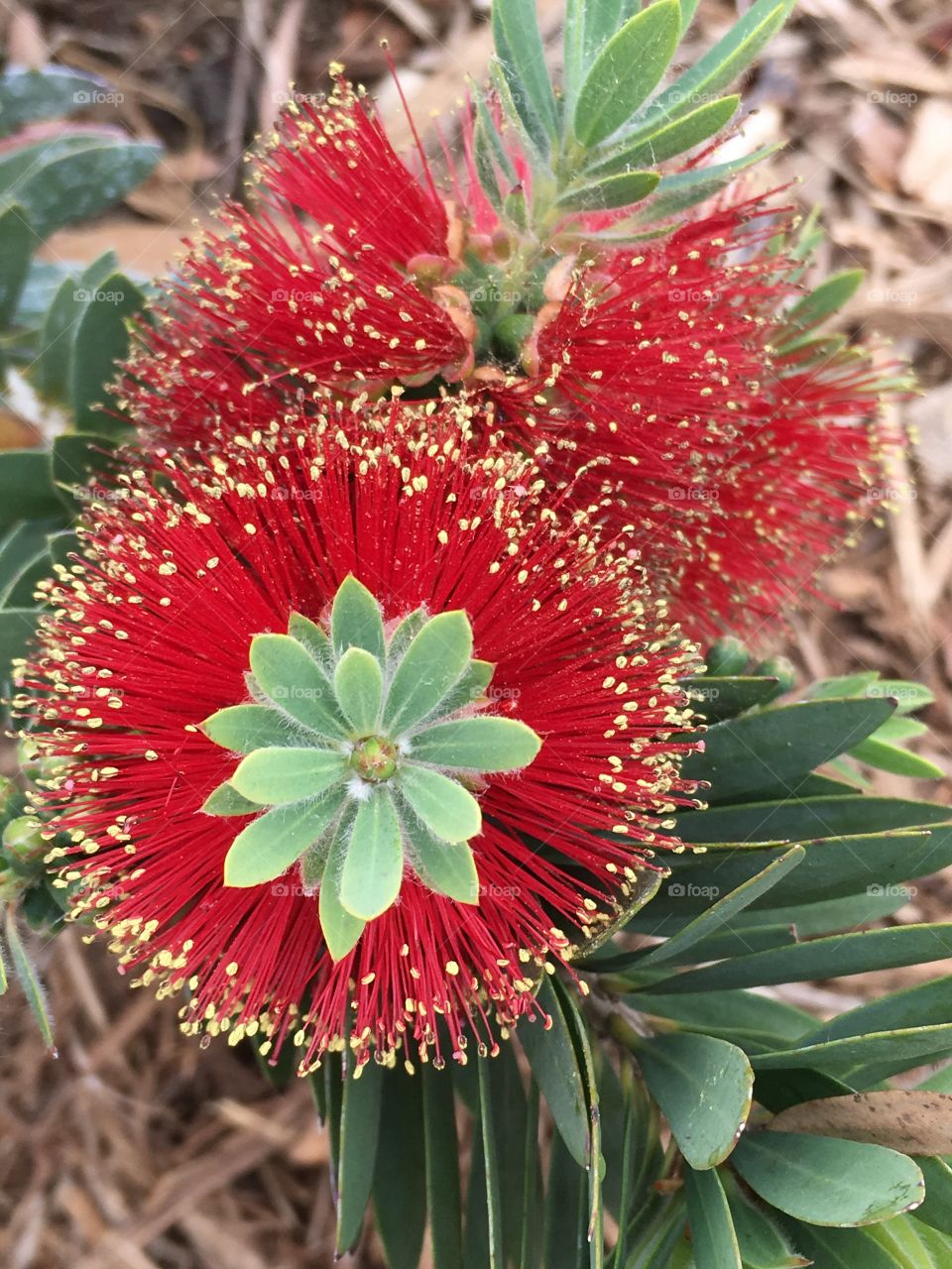 Bottlebrush plant red