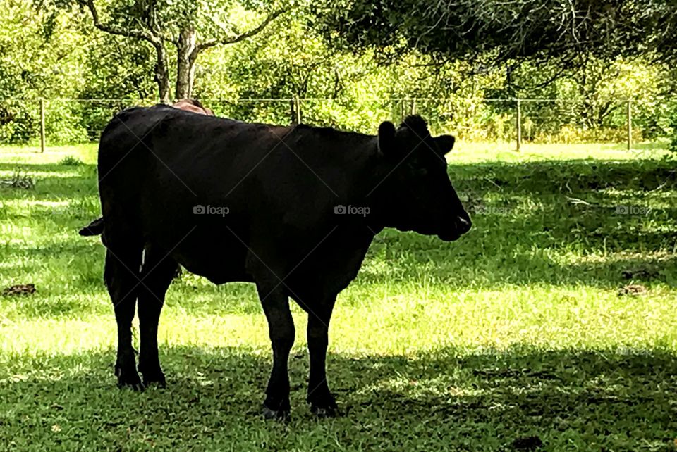 Bull in pasture