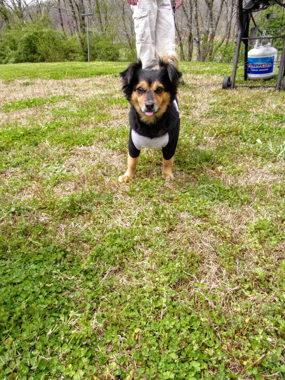Happy puppy waiting for grill scraps