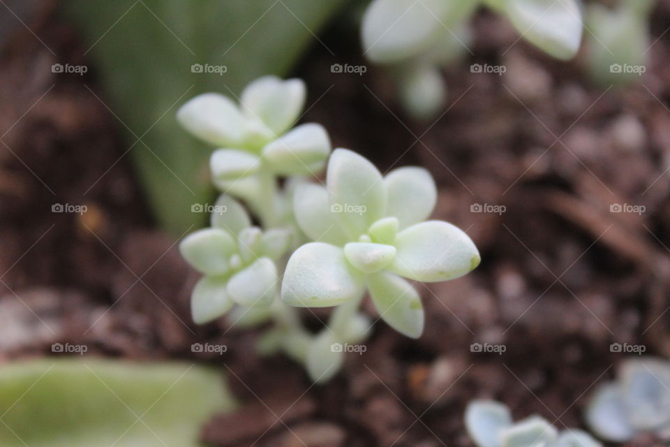 Light green succulent sprouting in soft light