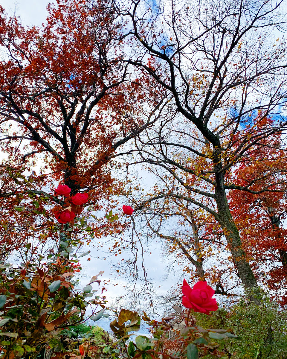 Roses in fall